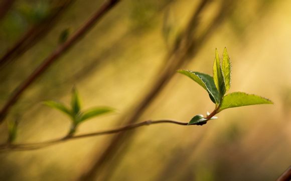 nba历年联盟球队场均得分排名