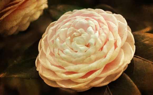 曼联历任主力门将