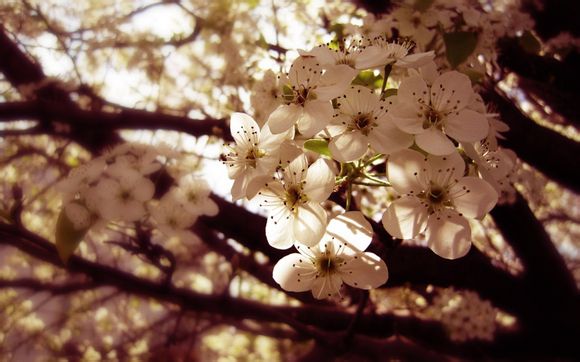 羽毛球含金量最高的比赛有哪些