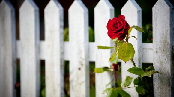 尼斯对里尔预测