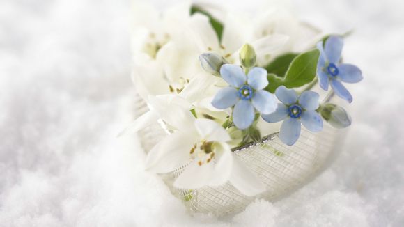 食粪虫是屎壳郎吗