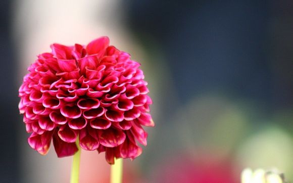 里昂球队怎么样