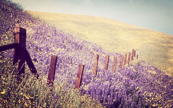 排球由什么演变