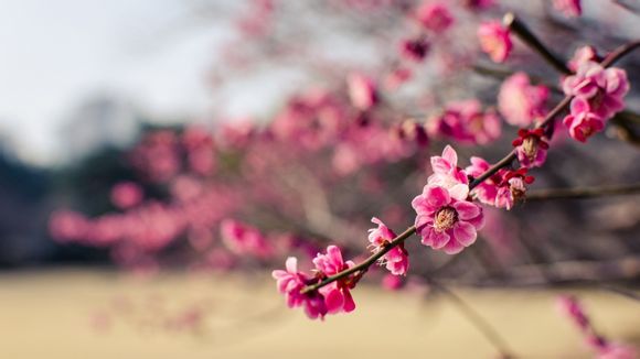上一届奥运会是哪一年举行的