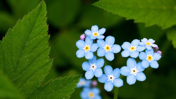 巴萨的队标是什么样子的