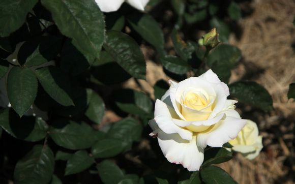 浓眉的偶像是谁