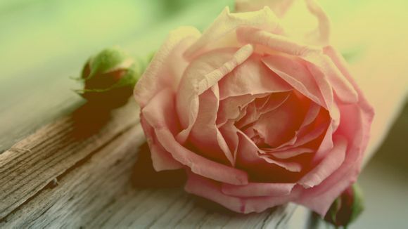 高尔夫哪款适合女的开?